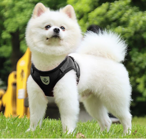 강아지 하네스 선택의 정석! 루이파파몰에서 추천하는 상품은?
